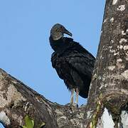 Black Vulture