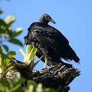 Black Vulture