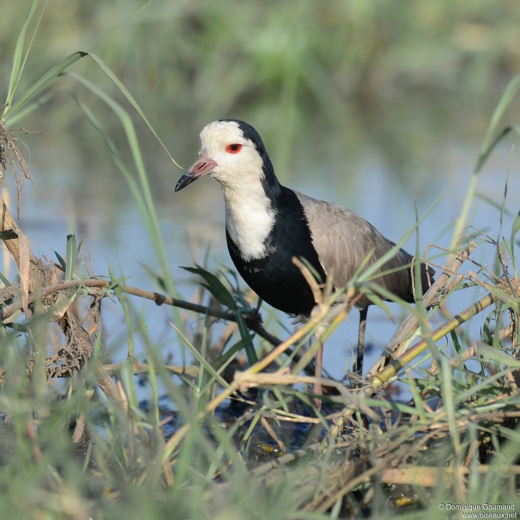 Vanneau à ailes blanches