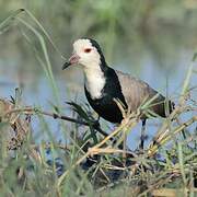 Long-toed Lapwing