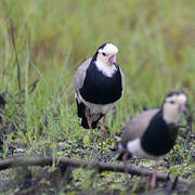 Long-toed Lapwing
