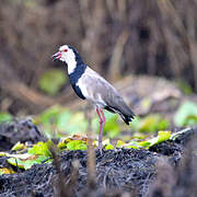Long-toed Lapwing