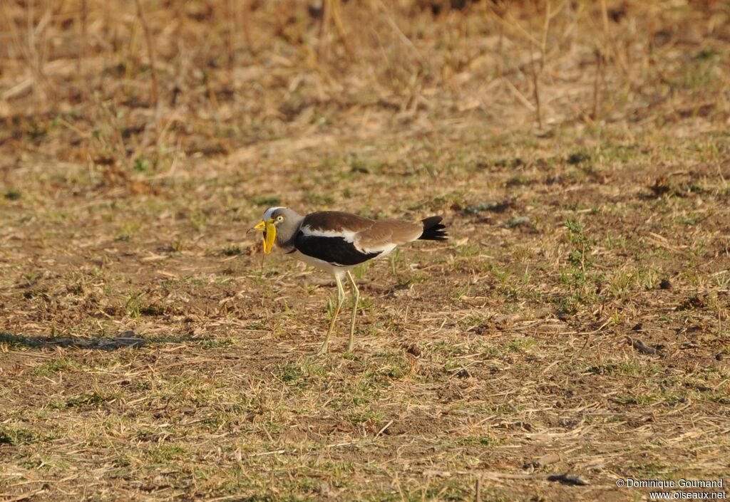 White-crowned Lapwing