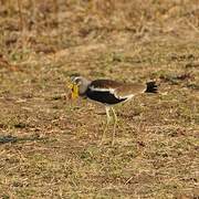 White-crowned Lapwing