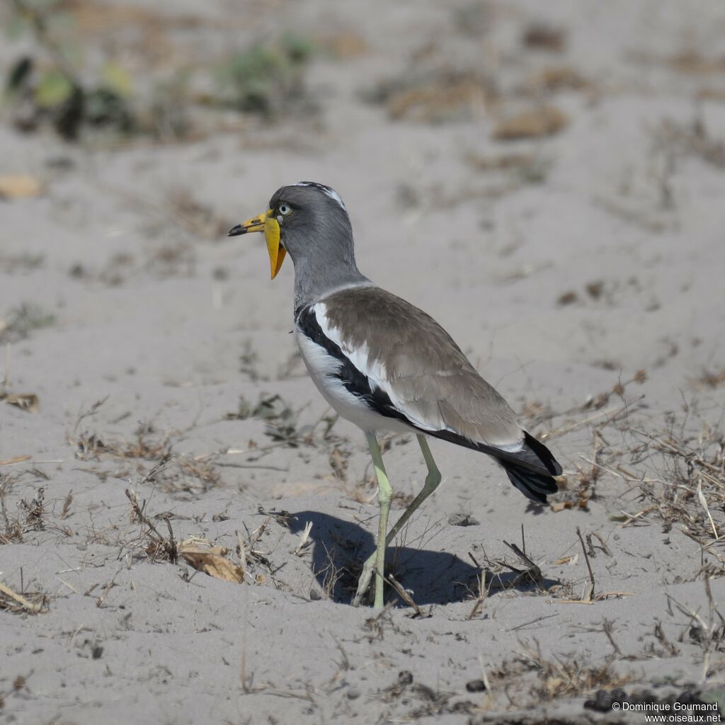 White-crowned Lapwing