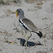 White-crowned Lapwing