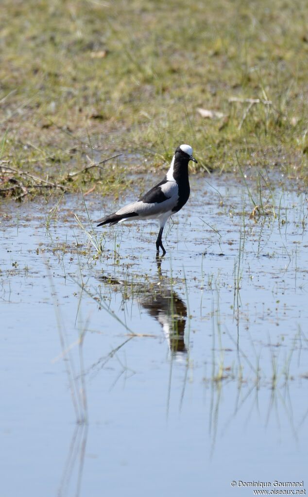 Blacksmith Lapwing