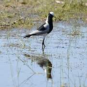 Blacksmith Lapwing