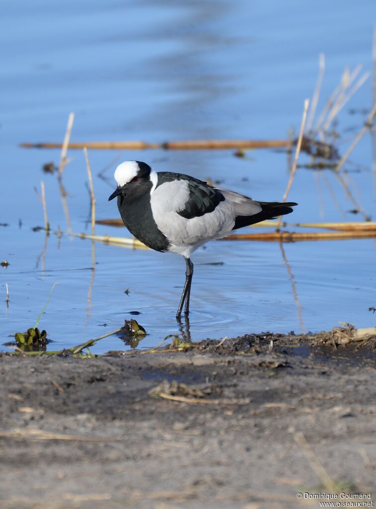 Blacksmith Lapwing