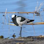 Blacksmith Lapwing