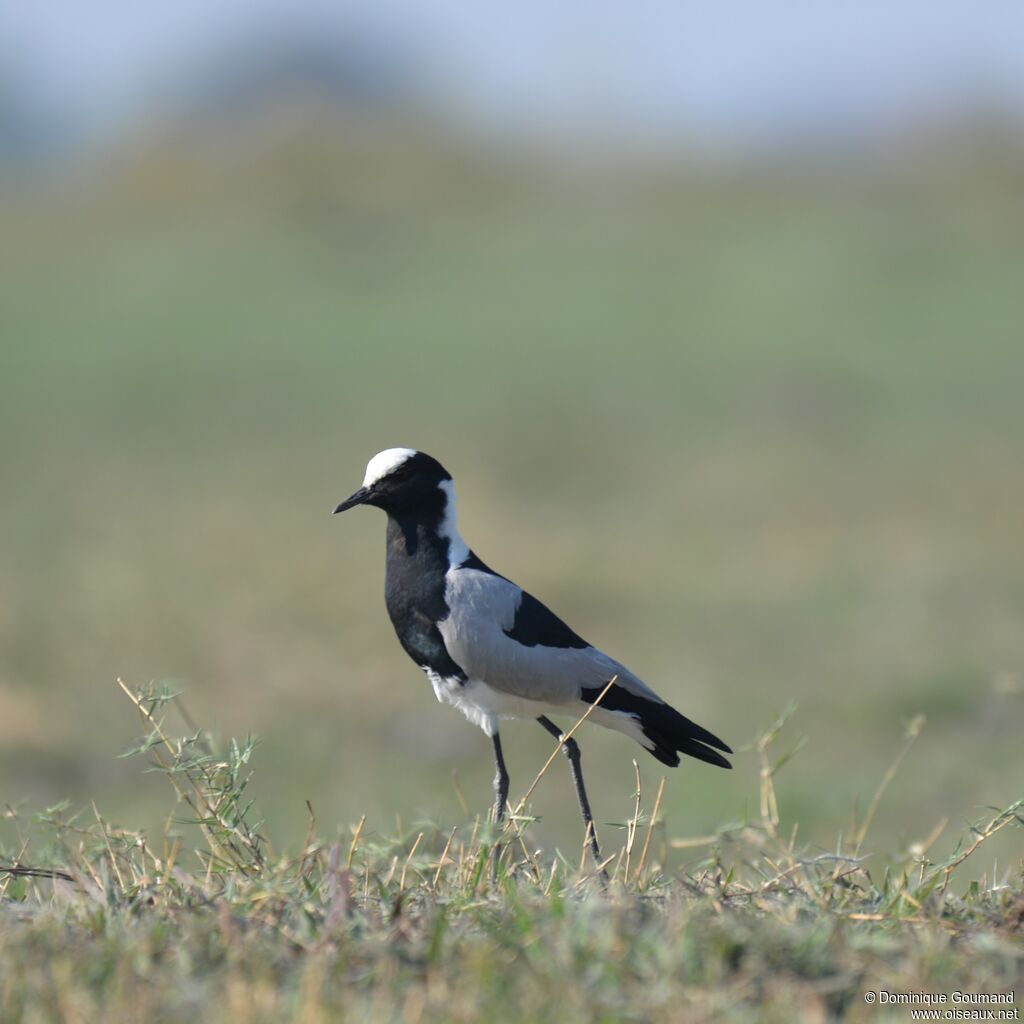 Blacksmith Lapwing