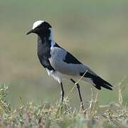 Blacksmith Lapwing