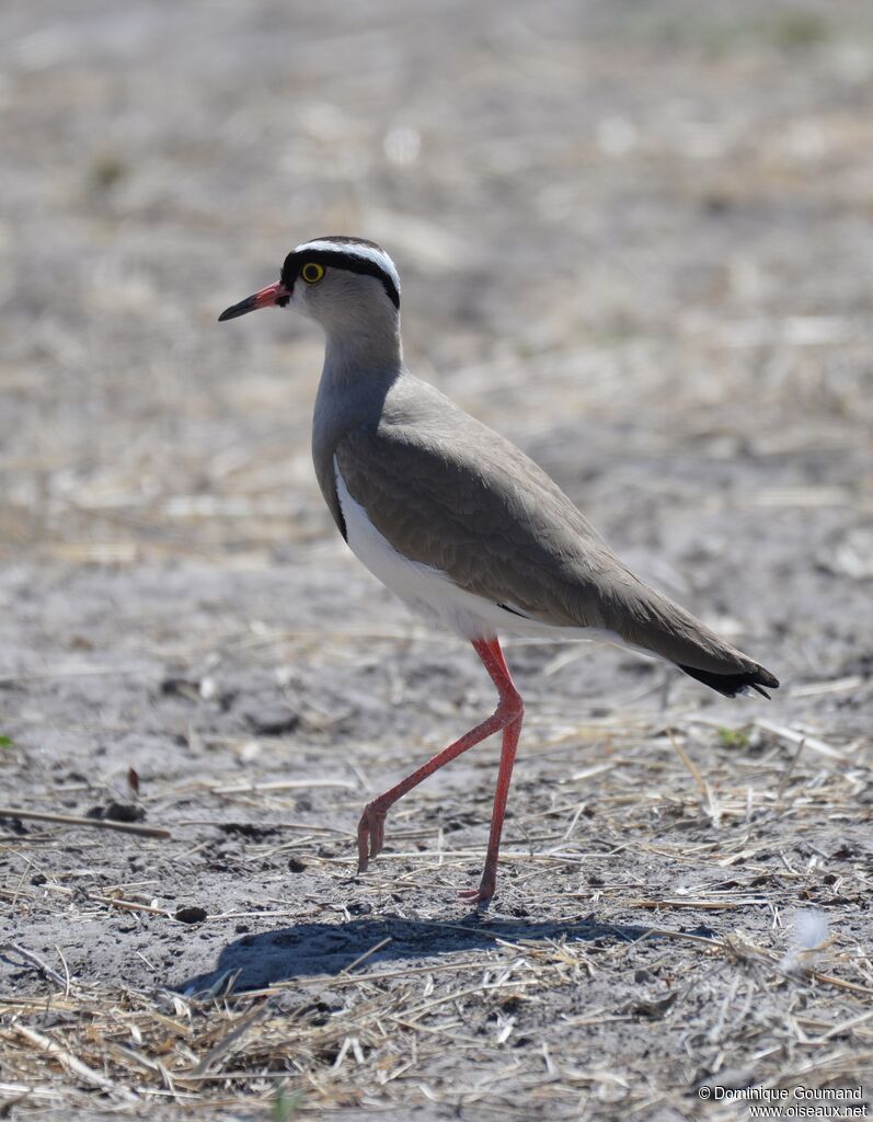 Crowned Lapwingadult