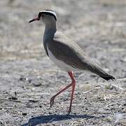 Crowned Lapwing