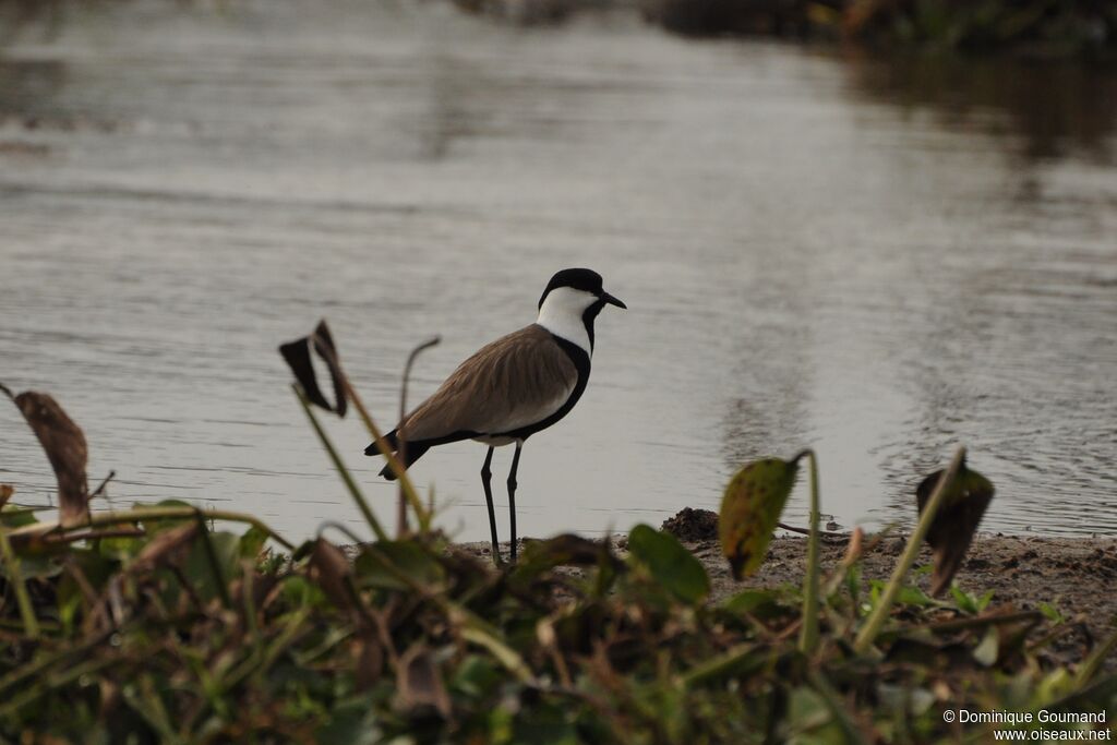 Spur-winged Lapwing