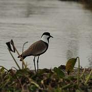 Spur-winged Lapwing