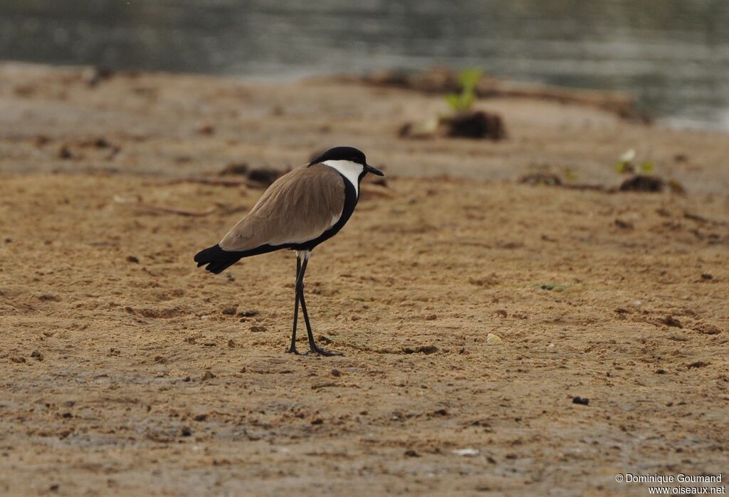 Spur-winged Lapwing