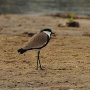 Spur-winged Lapwing