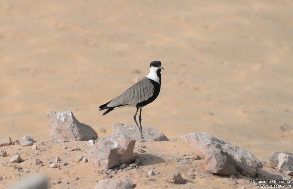 Spur-winged Lapwingadult