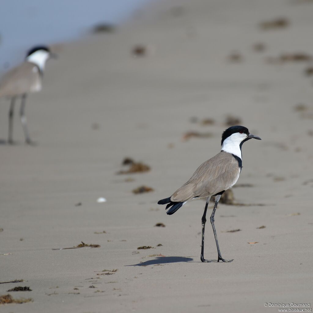 Spur-winged Lapwing