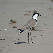 Spur-winged Lapwing