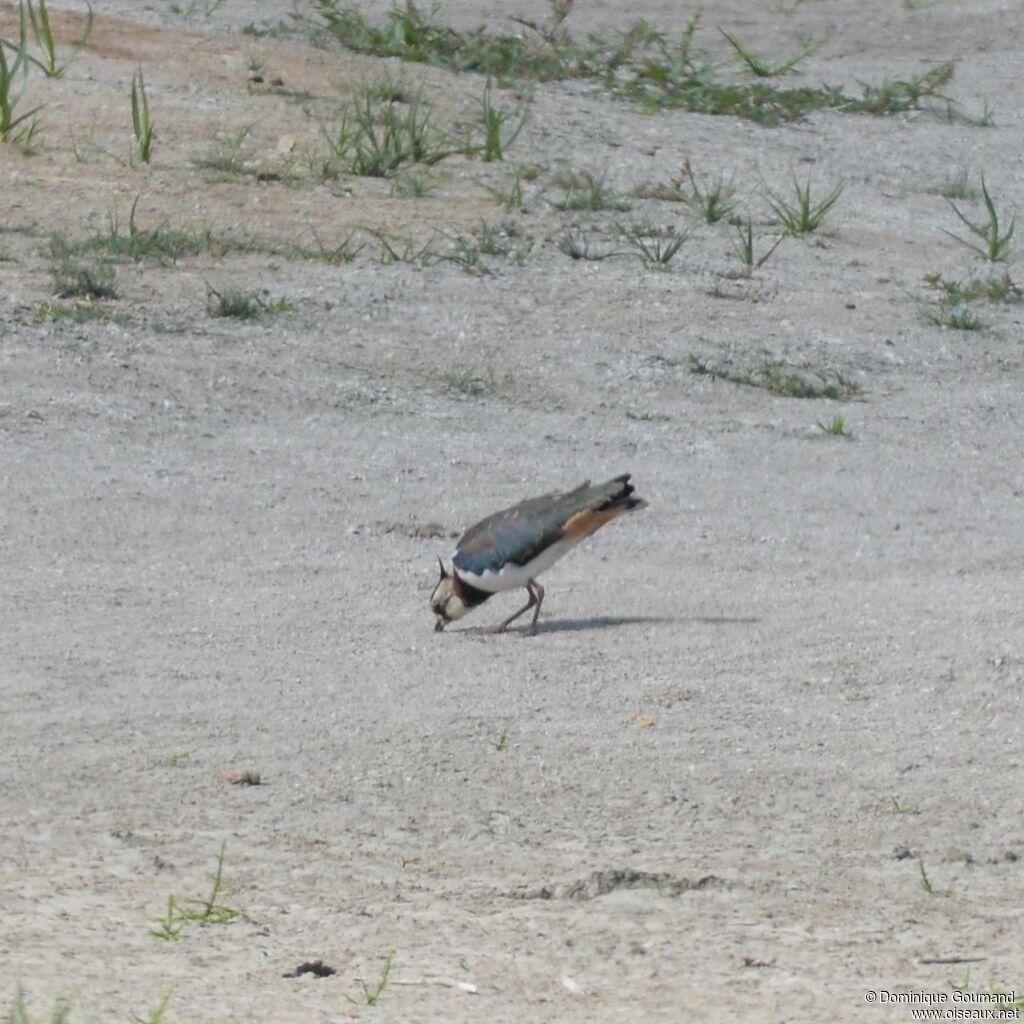 Northern Lapwing