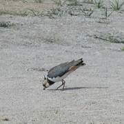 Northern Lapwing