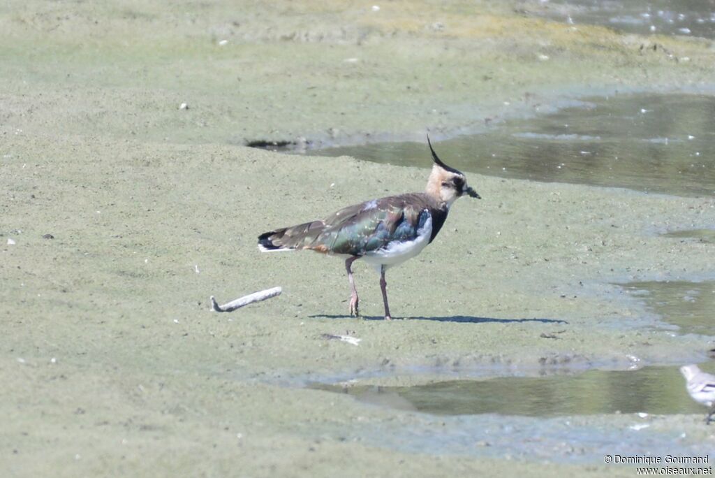 Northern Lapwingadult post breeding