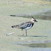 Northern Lapwing