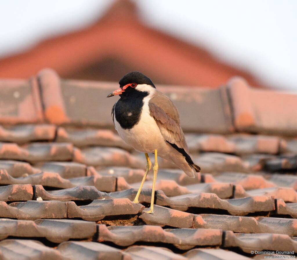 Red-wattled Lapwing