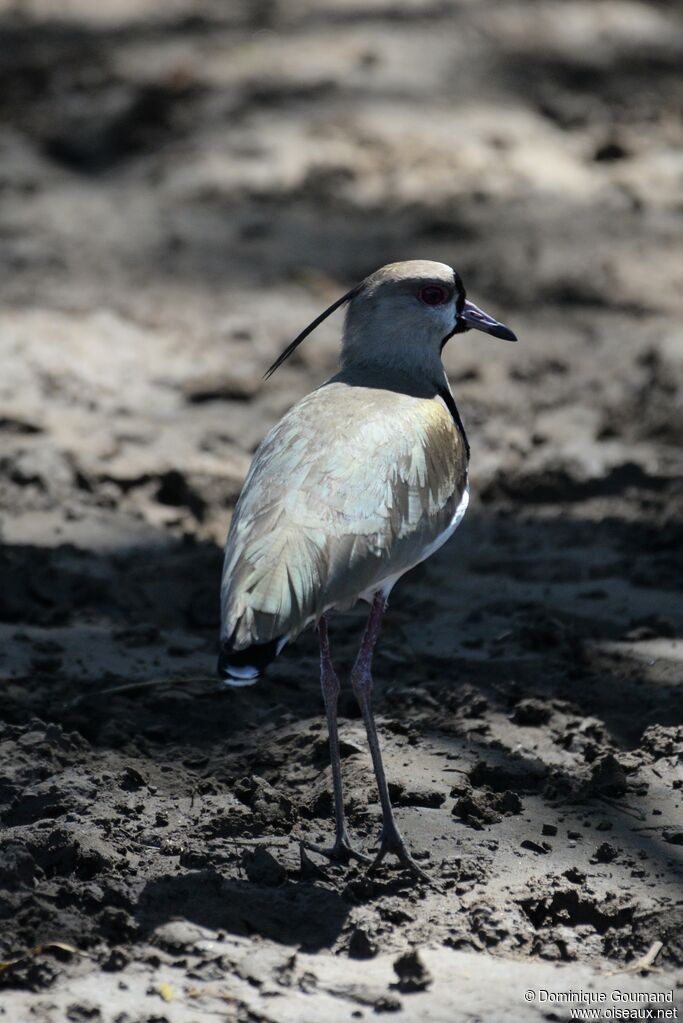 Southern Lapwingadult