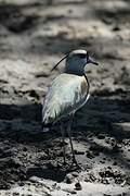 Southern Lapwing