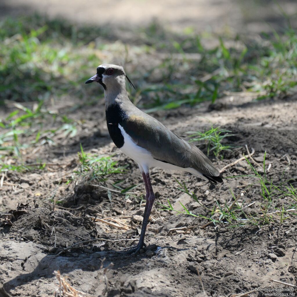 Southern Lapwingadult