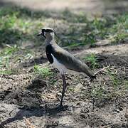 Southern Lapwing