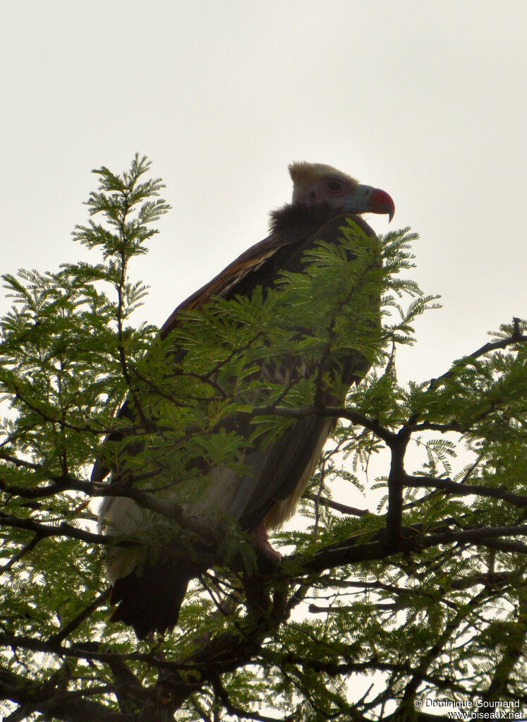 White-headed Vultureadult