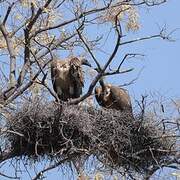 White-backed Vulture