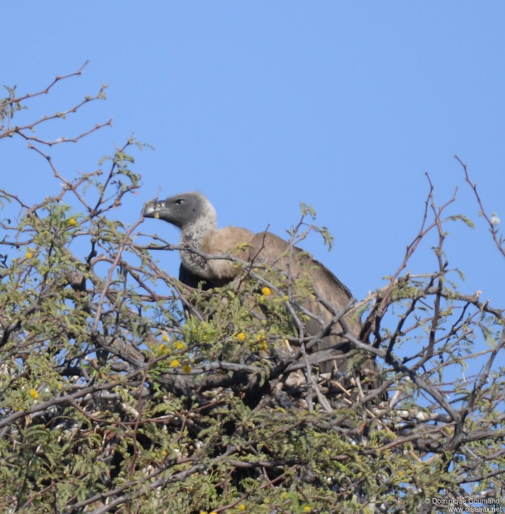 White-backed Vulture