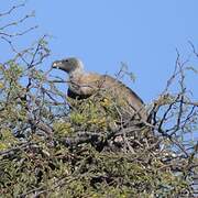 White-backed Vulture