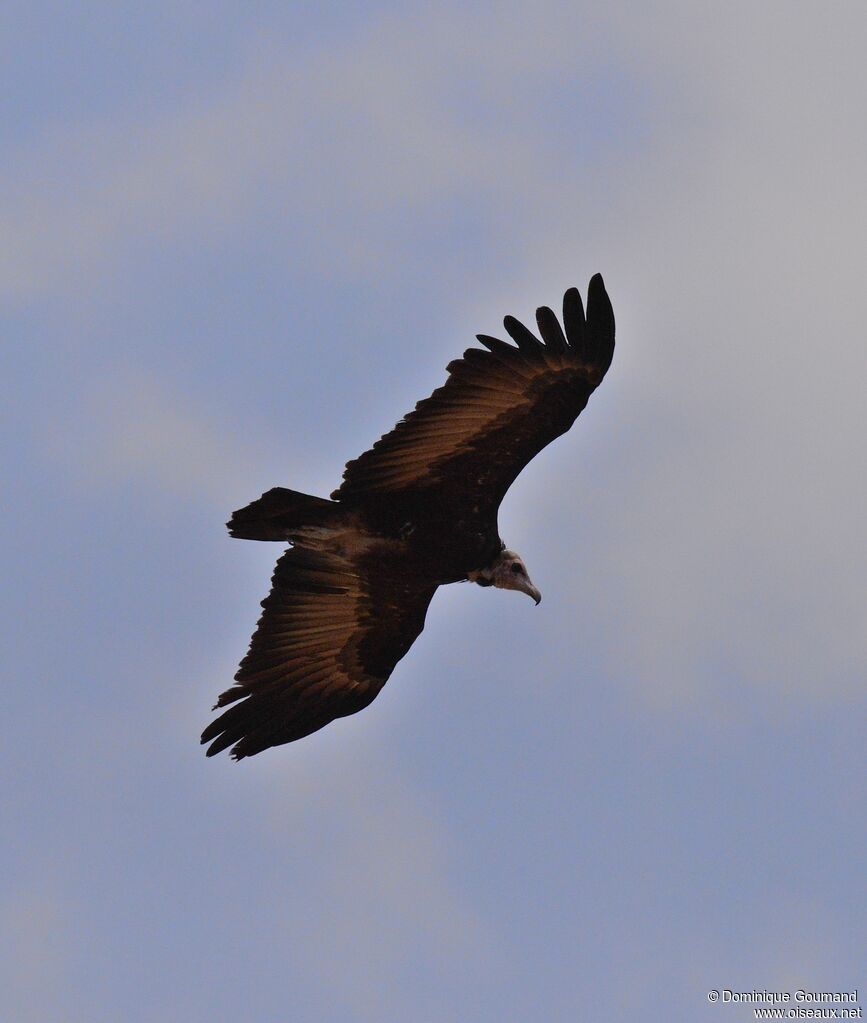 Vautour charognardadulte