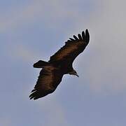 Hooded Vulture