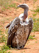 Rüppell's Vulture