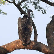 Rüppell's Vulture