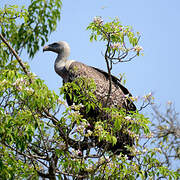 Rüppell's Vulture