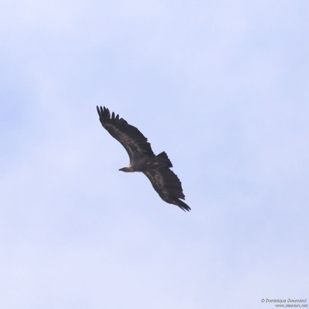 Griffon Vulture