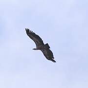 Griffon Vulture