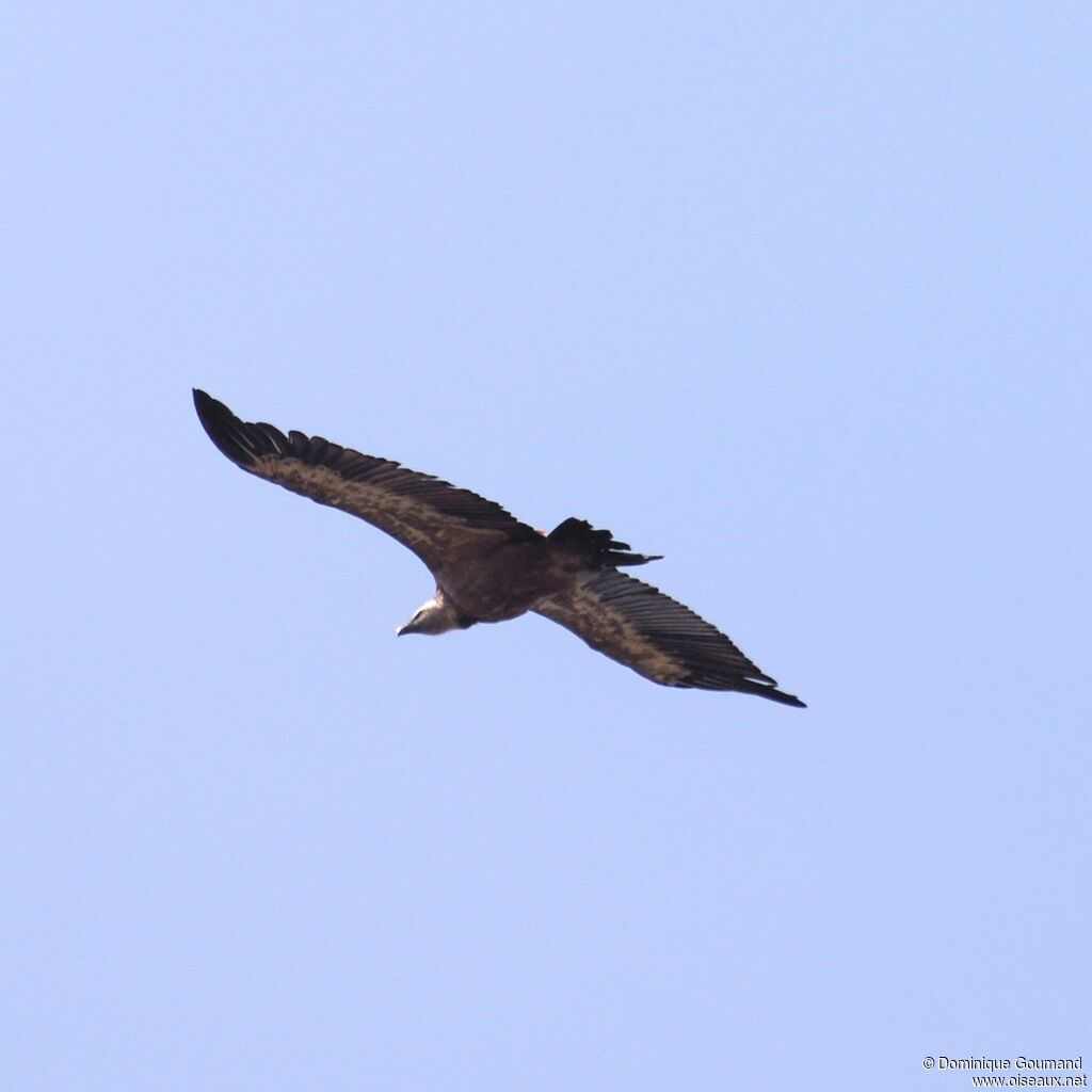 Griffon Vulture