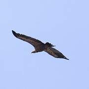 Griffon Vulture