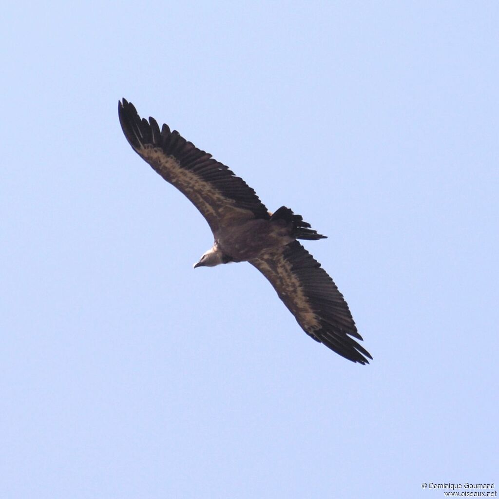 Vautour fauve