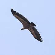 Griffon Vulture