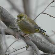 European Greenfinch